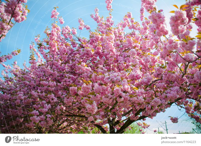 Power of the cherry blossom Harmonious Spring Exotic Cherry blossom Cherry tree Prenzlauer Berg Japanese Blossoming Esthetic pretty Kitsch Many Pink Goodness