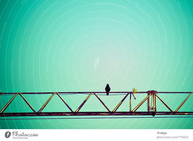solitude Crane Bird Loneliness Green Turquoise Grief Distress Industry Blue Spot.