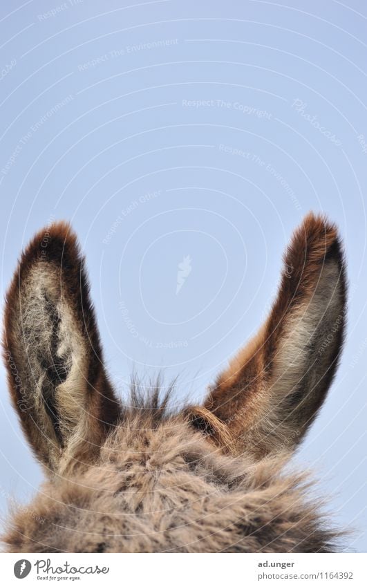 dog-ears Animal Farm animal 1 Listening Cuddly Soft Dog-ear Donkey Disheveled Ear Tense inquisitorial Colour photo Exterior shot Deserted Copy Space top