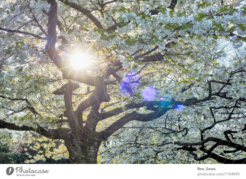 Tree blossoms in the spring sun Harmonious Relaxation Calm Meditation Environment Nature Spring Plant Leaf Blossom Bud Blossom leave Faded Fragrance Fantastic