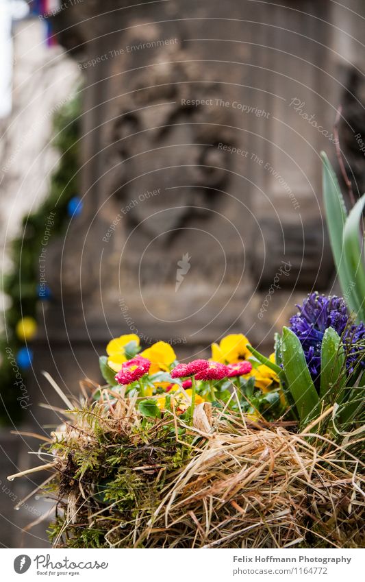 splendour of daffodils Nature Plant Flower Foliage plant Monument Idyll Bautzen Europe Saxony Well Spring flowering plant Coat of arms Depth of field