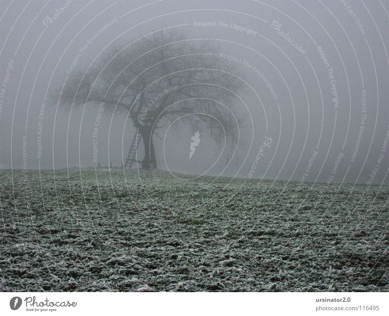 The tree 2 Tree Field Meadow Snow Landscape Nature Agriculture Loneliness Cold Winter Monochrome Grief Distress ursinator2.0 Sadness