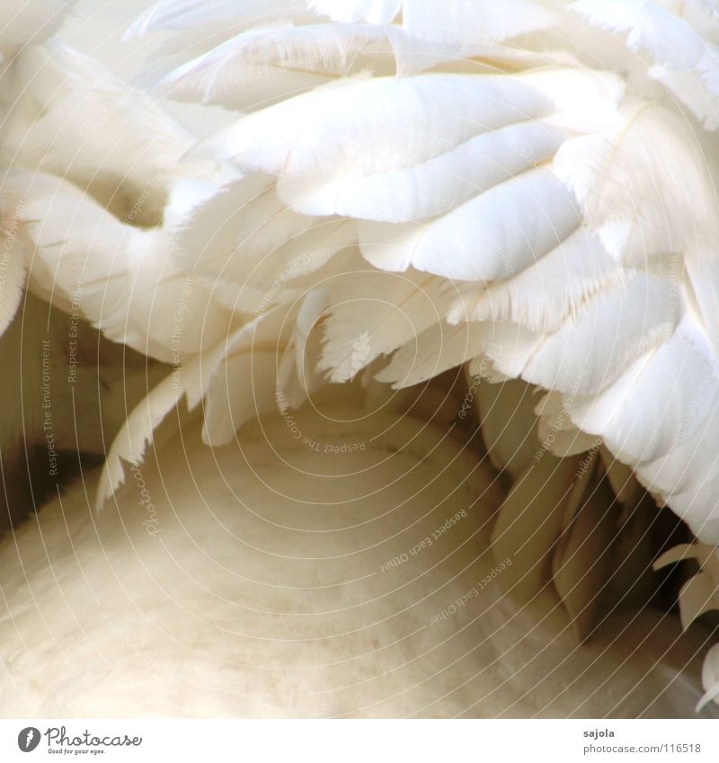 the swan... Elegant Animal Wild animal Bird Swan Wing 1 Esthetic Cuddly Soft White Perspective Feather Downy feather Classification Beautiful Close-up Detail