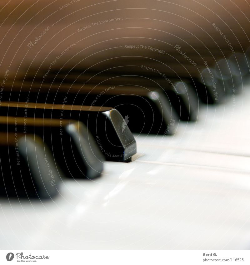 if I had a Hämmer Detail Playing Entertainment Music Musician Piano Wing Plastic Black White Concentrate Assault Keyboard instrument Depth of field Play piano