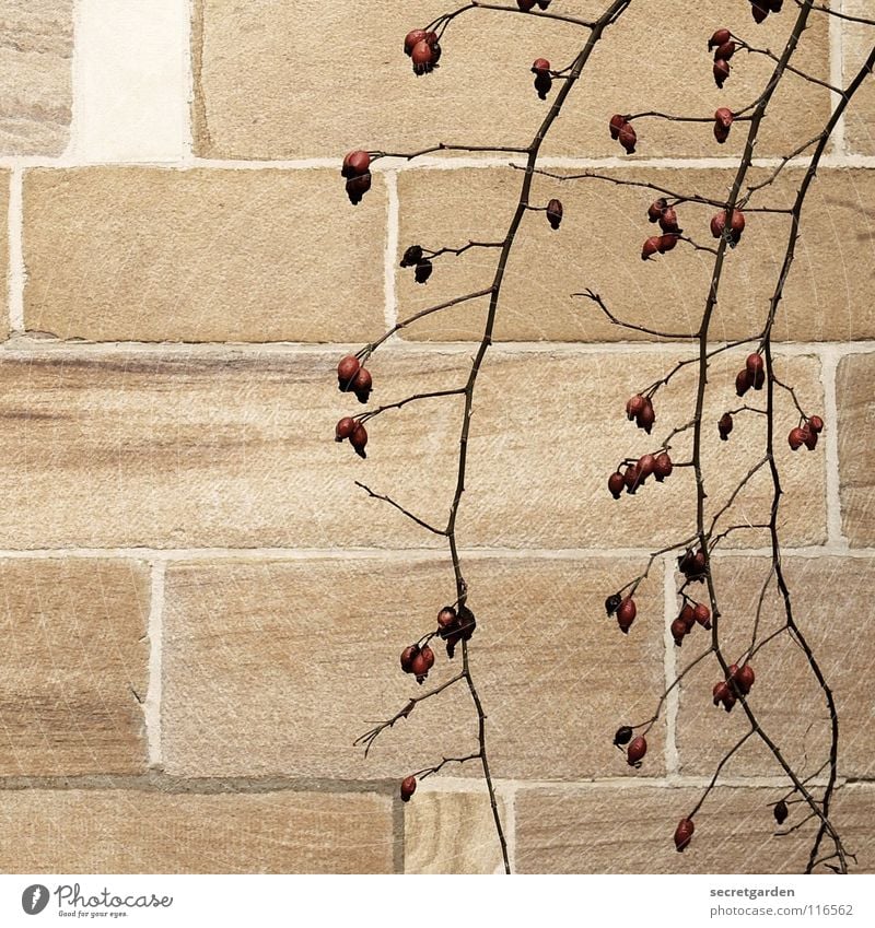 rose hip florets Wall (building) Wall (barrier) Room Block Sandstone Beige Red Fantastic Hang Bushes Edible Winter Autumn Loneliness Simple Park Plant