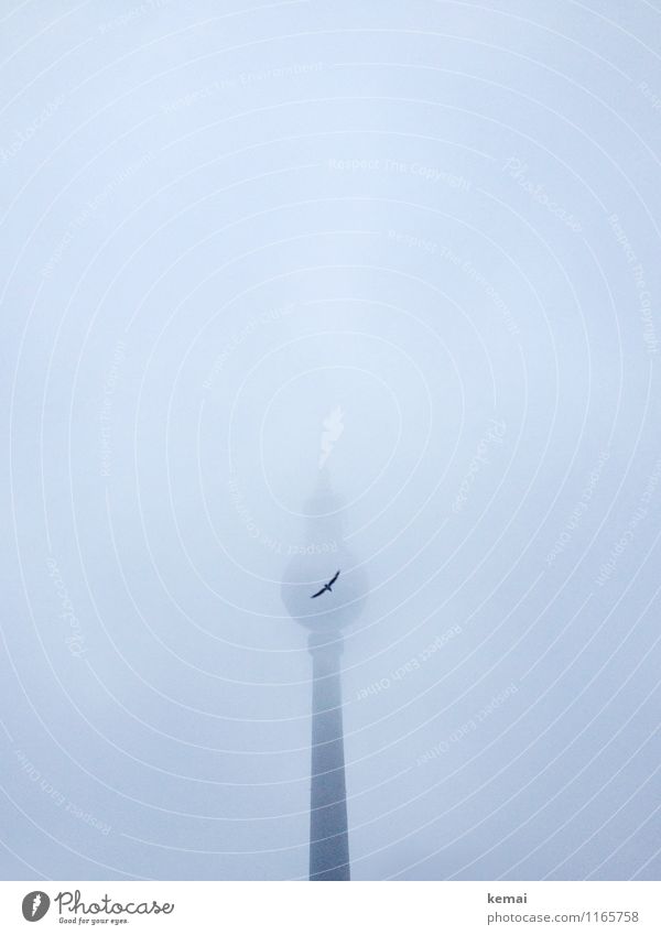 On a pale day Downtown Manmade structures Building Berlin TV Tower alex Alexanderplatz Bird 1 Animal Exceptional Dark Large Cold Gray Hope Wanderlust Loneliness