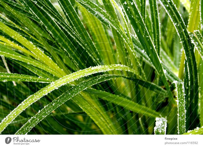 Chlorophyll on ice Green Blade of grass Grass Frozen Meadow Cold Winter Freeze Autumn Ice crystal Hoar frost Minus degrees Morning Frostwork Stalk Bushes
