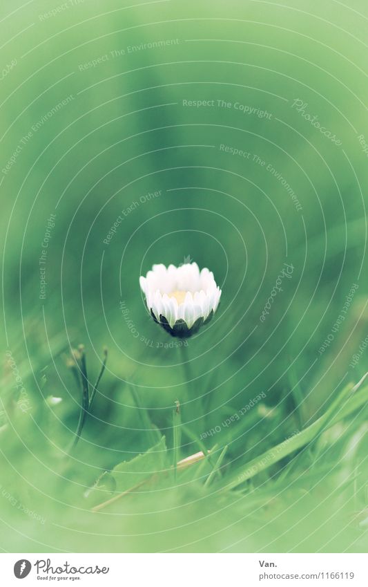 daisies Nature Plant Spring Flower Grass Garden Meadow Growth Small Beautiful Green White Colour photo Subdued colour Exterior shot Close-up