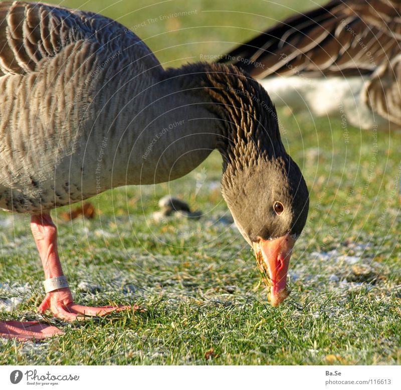Please don't interrupt! Animal Bird Stuttgart Park Nutrition Feed Beautiful Sweet To feed Grass Goose Exterior shot Portrait photograph Duck Germany Food