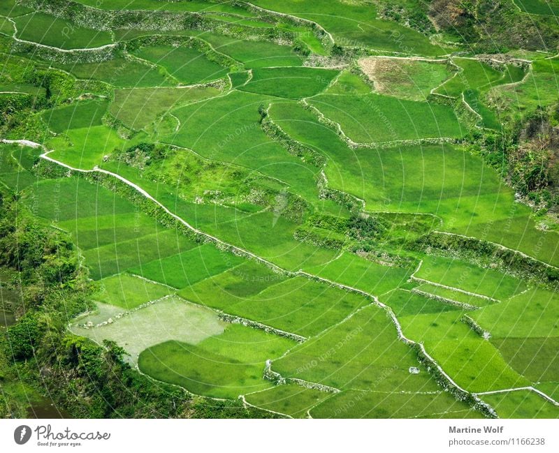 green pattern Environment Nature Landscape Grass Rice Field Green Vacation & Travel Asia Luzon Philippines Paddy field Colour photo Exterior shot