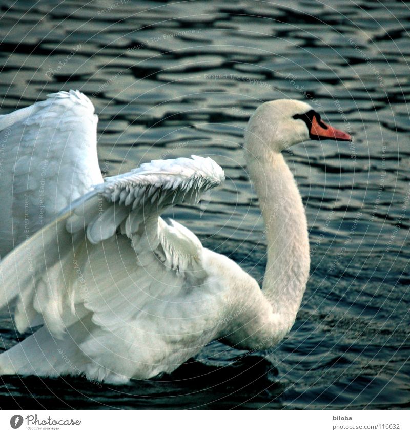 Look here, kid! Swan Poultry Soft Bird Body of water Lake Rutting season Effort Fight Animal Animalistic Swan Lake White Anger Aggravation Power Force Feather