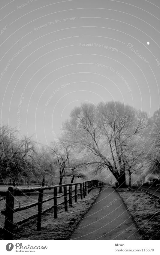 cold way Tree Fence Cold Gray Winter Lanes & trails Moon Frost Sky