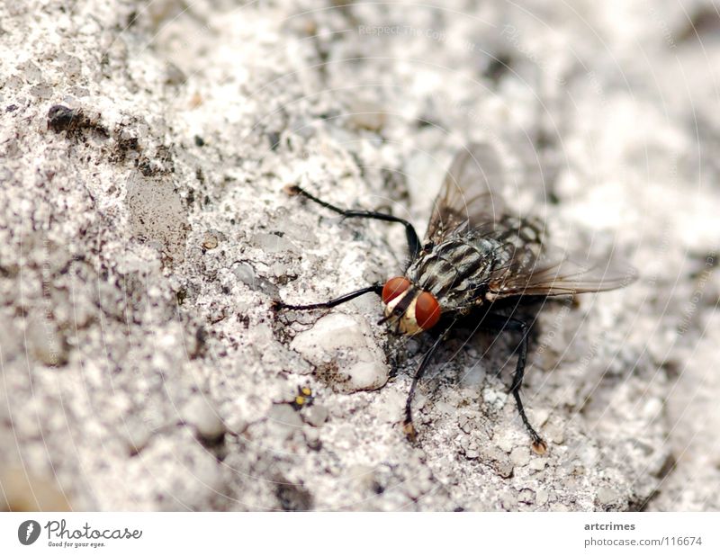 speech Concrete Blur Depth of field Red Black White Gray Emotions Snapshot Insect Might Trunk Macro (Extreme close-up) Compound eye Close-up Fly Wing Calm Stone