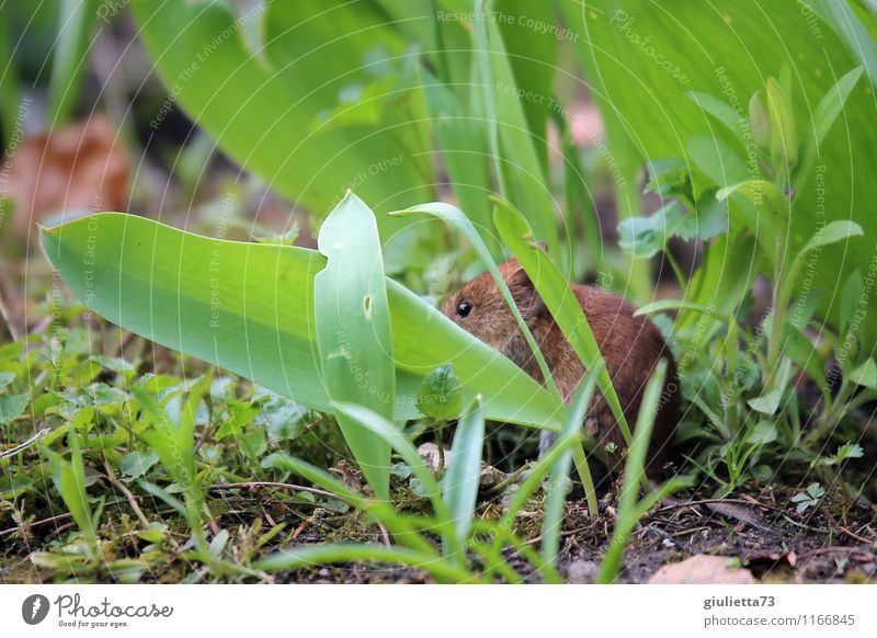 Muffin, muffin come out! Environment Nature Animal Earth Spring Summer Autumn Plant Grass Leaf Foliage plant Garden Park Meadow Wild animal Mouse Pelt
