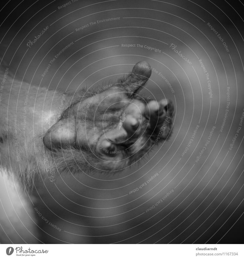 monkey hand Nature Animal Wild animal Paw Monkeys Barbary ape Hand ape-handed 1 Gray Desire Beg Palm of the hand Parts of body Black & white photo Detail
