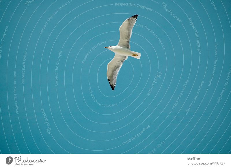 Seagull I: Exploration Bird Black White Aerodynamics Summer Feather Investigation Discover Circle Airy Gull birds Black-headed gull  Ocean Coast Aviation