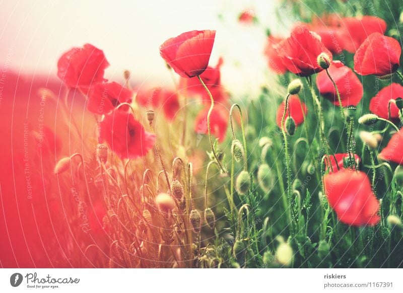 summer pictures Environment Nature Landscape Plant Spring Summer Beautiful weather Flower Blossom Poppy Meadow Field Blossoming Illuminate Exceptional Fresh
