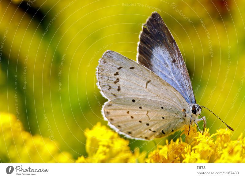 Blue-faced Blue Tree Animal Butterfly 1 Contentment Joie de vivre (Vitality) Spring fever Polyommatinae Solidago canadensis Lycaenidea butterflies Colour photo