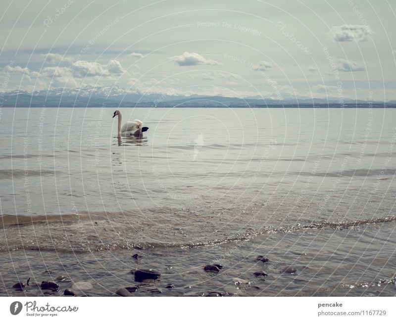 my dear swan Nature Landscape Elements Water Sky Clouds Spring Weather Lake Lake Constance Animal Swan 1 Sign To enjoy Looking To swing Swimming & Bathing