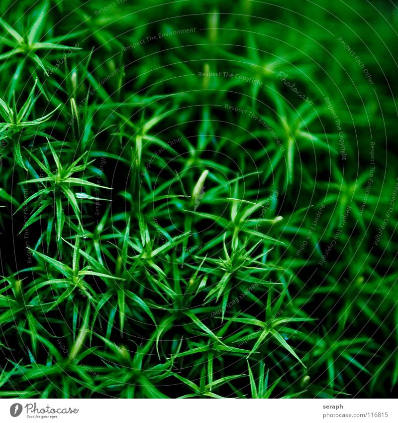 Moss Stars Plant Green Background picture Encalypta Ground cover plant Spore Symbiosis Nature micro Lichen Macro (Extreme close-up) Botany Growth