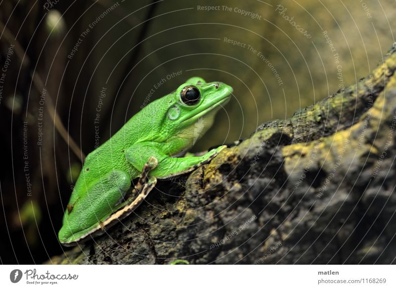 hillside location Animal Frog 1 Wood Sit Brown Green Looking Twigs and branches Colour photo Deserted Copy Space top Day Portrait photograph Animal portrait
