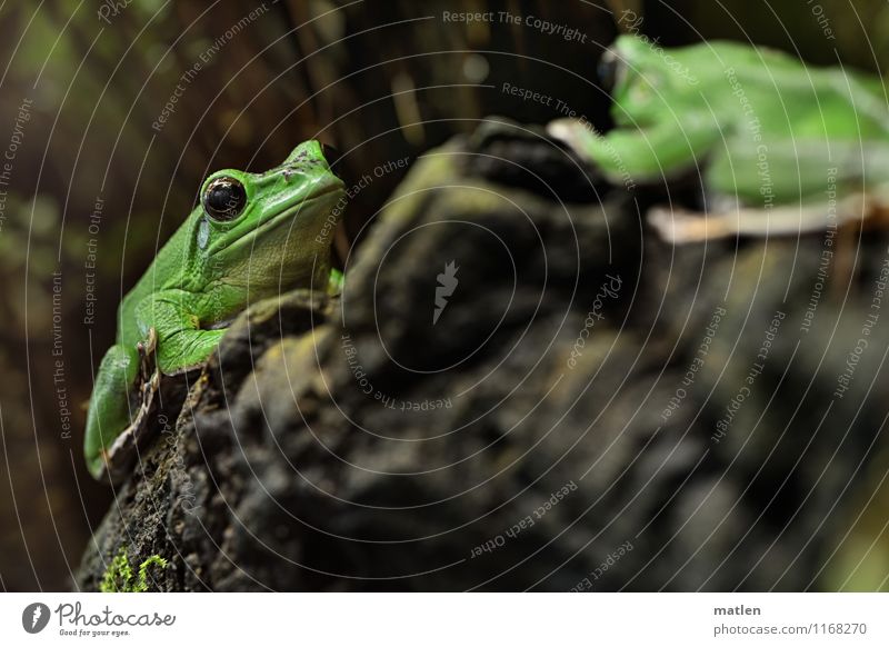oh you green niner Animal Frog 2 Sit Gray Green Black Sympathy Together Desire Tree trunk Looking Colour photo Exterior shot Deserted Copy Space bottom Day Blur
