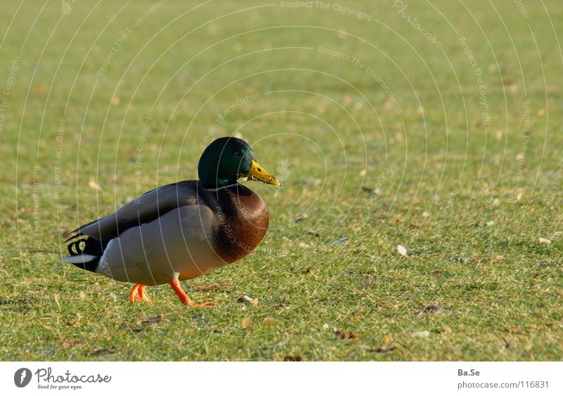 Chattering duck Animal Bird Stuttgart Park Nutrition Feed Beautiful Sweet To feed Grass Exterior shot Portrait photograph Duck Germany Food Landscape Happy