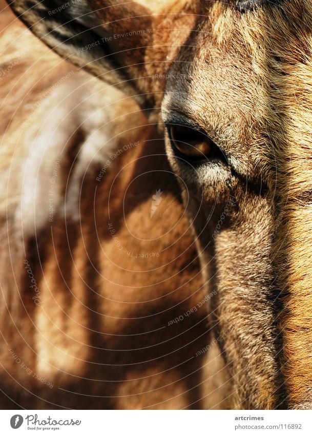 the goat with the stone in front of it Buck Capricorn Stand Zoo Frontal Pelt Brown Animal Near Fence Captured Grief Blur Depth of field Mammal Calm Ear