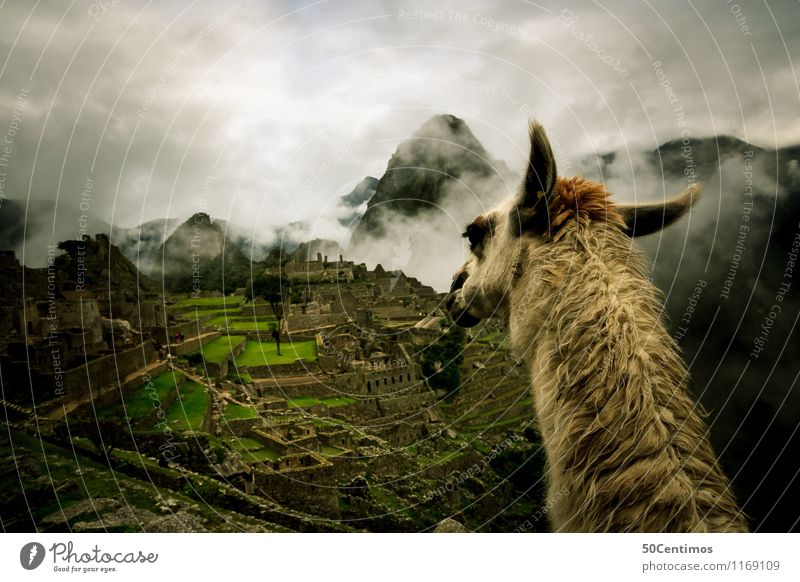 The lama on Machu Picchu Vacation & Travel Tourism Trip Adventure Far-off places Freedom City trip Mountain Hiking Environment Nature Landscape Clouds Meadow