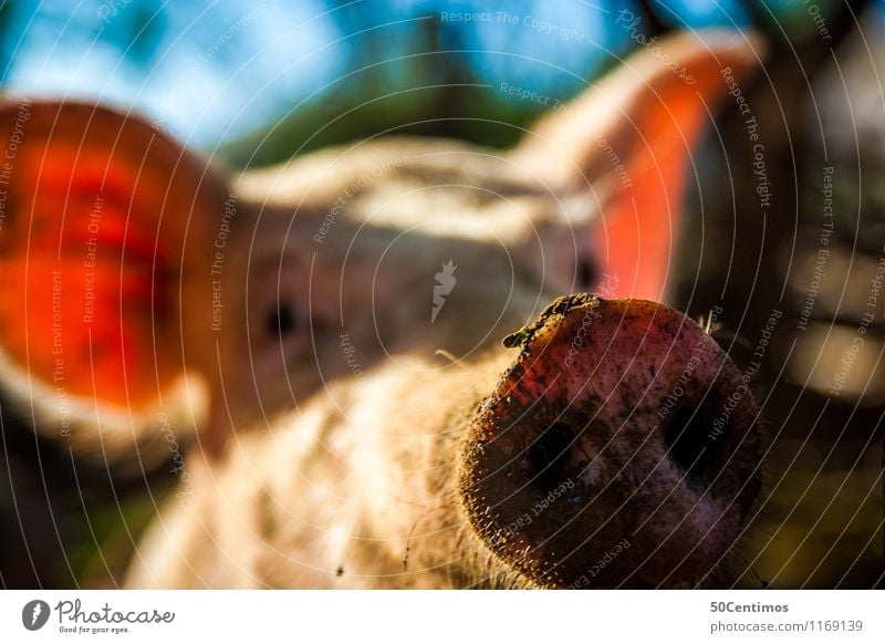 The pig Animal Farm animal Swine Sow Pig's snout 1 Looking Happy Colour photo Exterior shot Deserted Day Shallow depth of field Animal portrait