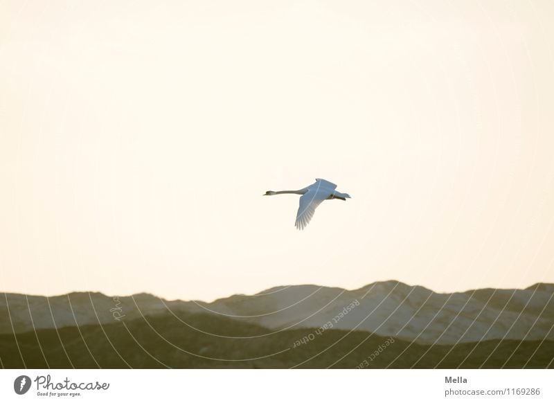 Swan Backlight Environment Nature Air Sky Hill Dune Animal Wild animal Bird 1 Flying Free Bright Natural Moody Freedom Ease Perspective Colour photo