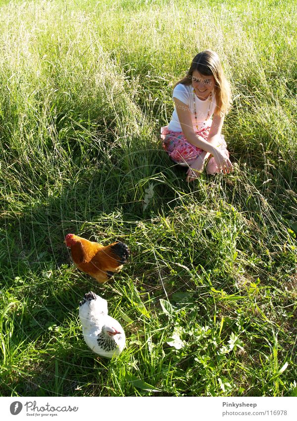 Rooster in basket Barn fowl Green Meadow White Summer Girl Animal Basket Grass Juicy To enjoy Exterior shot Air Brown Playing Woman Bird Orange Freedom