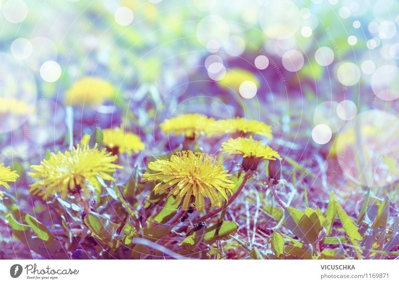 Dandelion in morning light Lifestyle Style Design Summer Garden Environment Nature Plant Sunlight Spring Beautiful weather Flower Blossom Park Meadow Retro