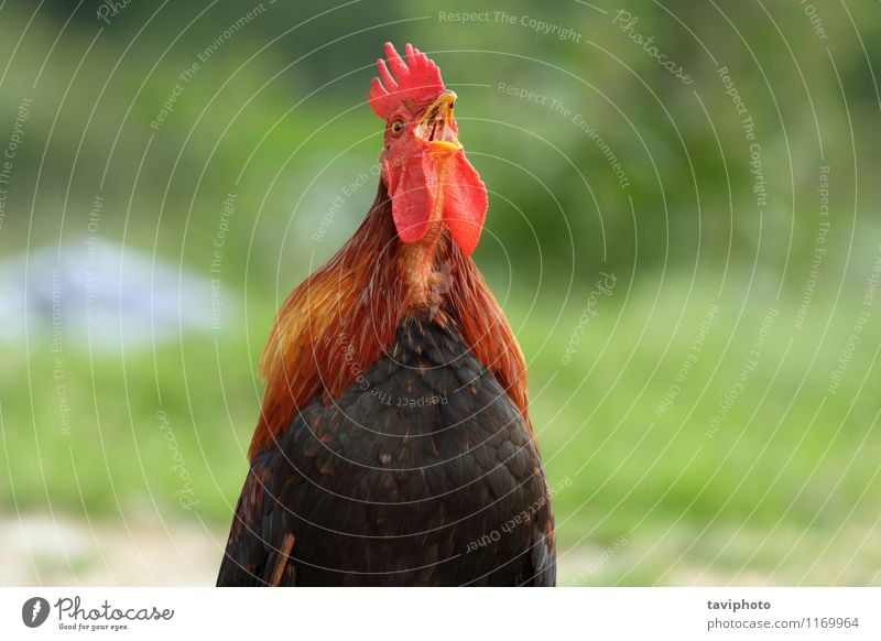 rooster singing in the morning Beautiful Clock Man Adults Nature Animal Bird Stand Natural Brown Green Red Black Pride Rooster background wake Farm Crest