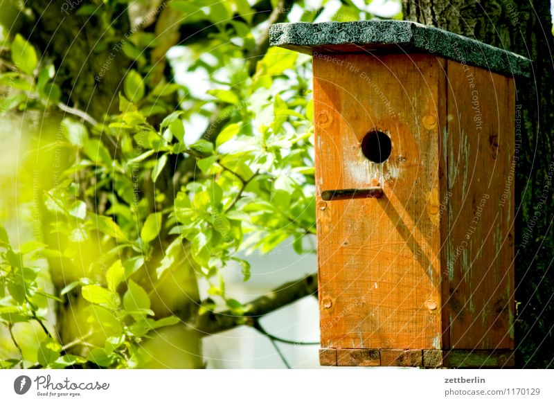 Bird X Birdhouse Nesting box strong box Wood Hollow Flat (apartment) Nature Animal protection Environmental protection Love of animals Empty flown out Spring