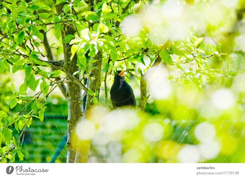 Turdus merula Blackbird Black Thrush Throstle Bird Songbirds Migratory bird Poultry Beak Feather Spring Garden Small Garden plot Bushes Branch Twig Green Nature