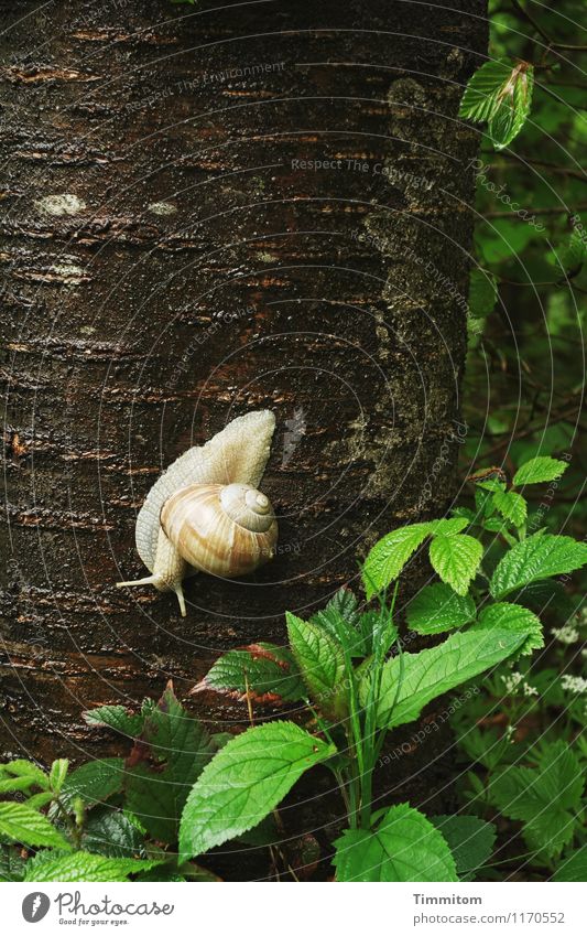 Vineyard search. Environment Nature Plant Animal Tree Forest Snail Vineyard snail 1 Natural Green Emotions Willpower Tree trunk Leaf Snail shell Tree bark