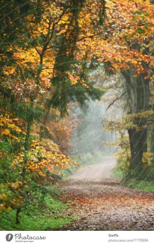 an autumn gate in the October forest Automn wood forest bath Fog Picturesque Autumn trees forest path Autumn leaves Forest Sense of Autumn Misty atmosphere