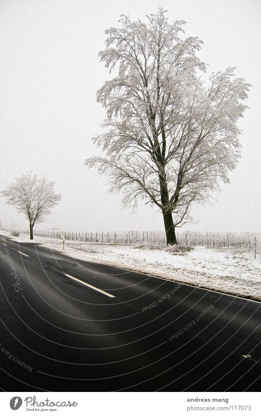 Colourless world Winter Tree Hoar frost White Gloomy Loneliness Cold Field Vineyard Black Far-off places Empty trees Branch Snow Street road wine distance left