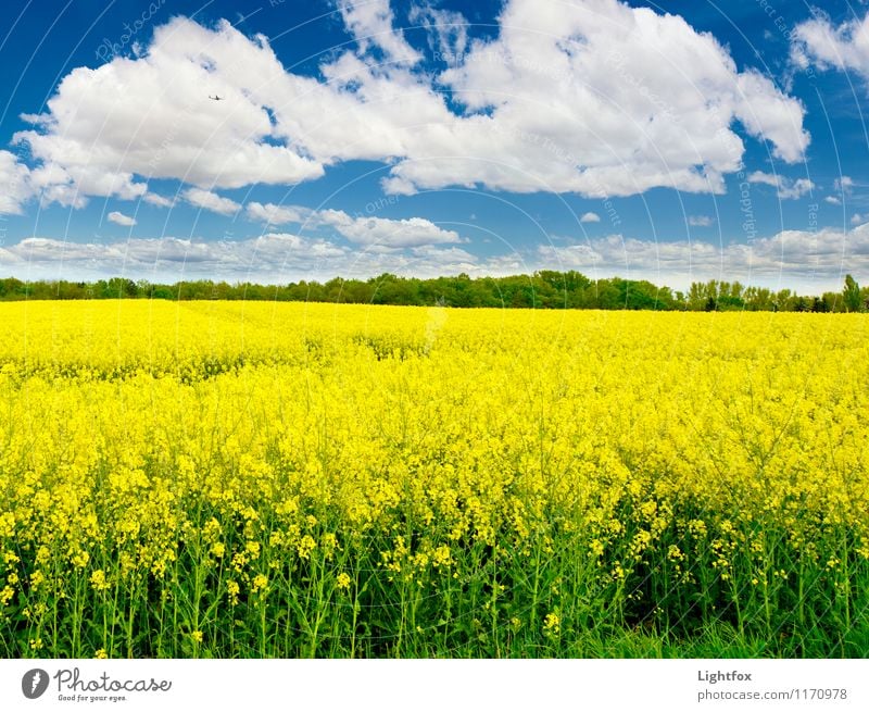 Rap, you stole the goose. Nature Beautiful weather Plant Agricultural crop Field Relaxation Natural Blue Yellow Colour photo Exterior shot Deserted Day