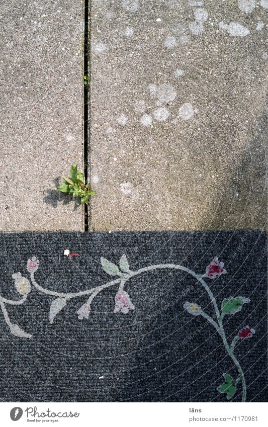Green wins House (Residential Structure) Garden Plant Leaf Terrace Doormat Concrete Ornament Growth Power Willpower Beginning Expectation Concrete slab Weed
