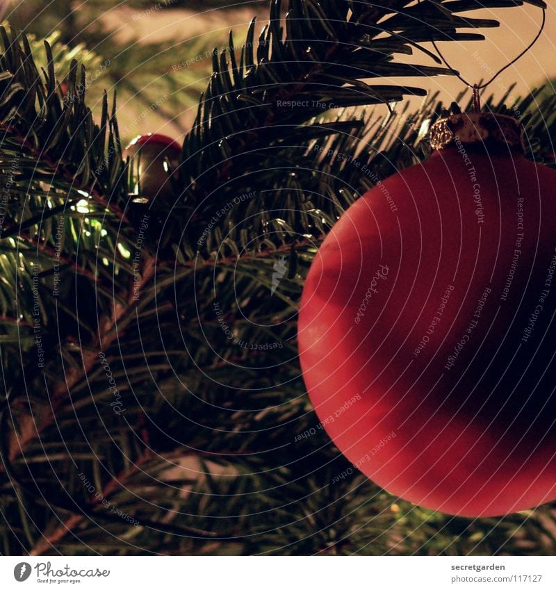 Yoo-hoo, it's christmas again! Fir tree Fir needle Glitter Ball Brown Green Red Physics Festive Soft Christmas decoration Jewellery Moody Emotions Floorboards
