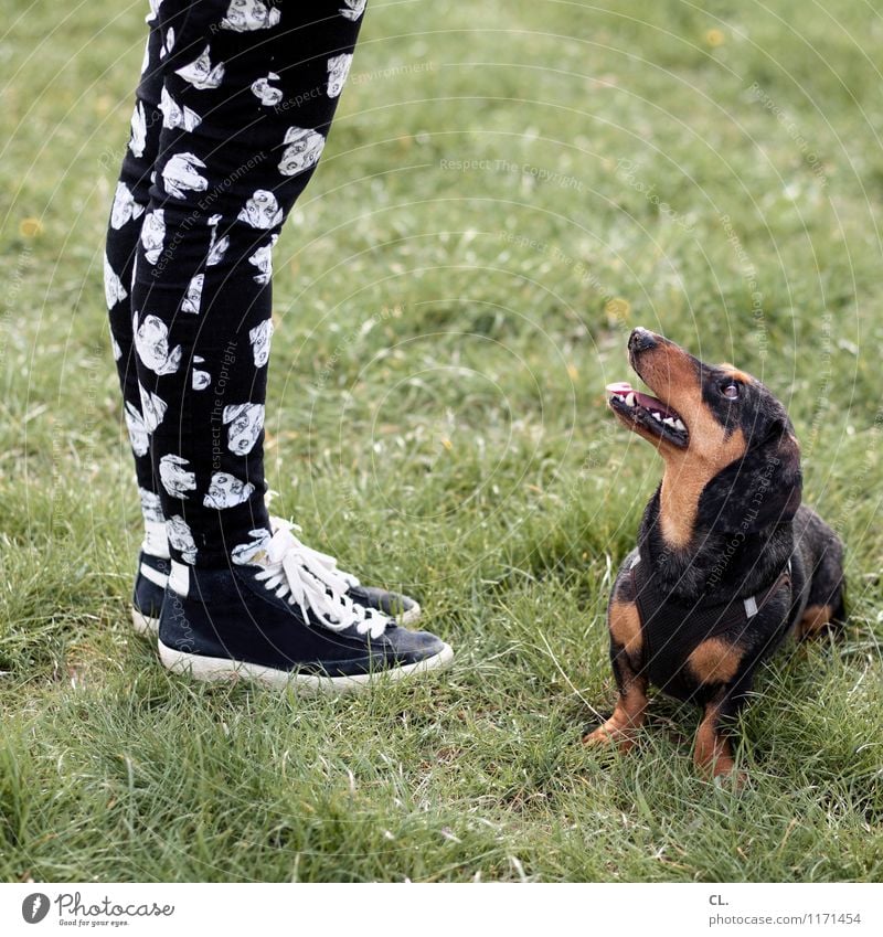dog meets pants Playing Human being Feminine Adults Life Legs Feet 1 Grass Meadow Fashion Pants Sneakers Animal Pet Dog Animal face Dachshund Observe Happiness