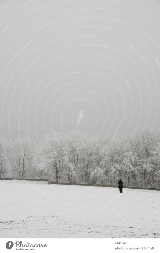 Lonely in winter Winter White Ice Hoar frost Forest Park Fog Loneliness Tree Horizontal Structures and shapes Flat Cold Unicoloured Wall (barrier)