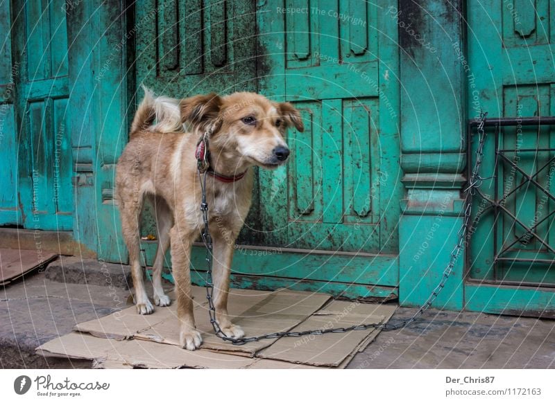 Street dog in Nepal Tourism Far-off places Kathmandu Asia Outskirts Old town Door Animal Pet Wild animal Dog 1 Observe Looking Wait Poverty Dirty Emotions Moody