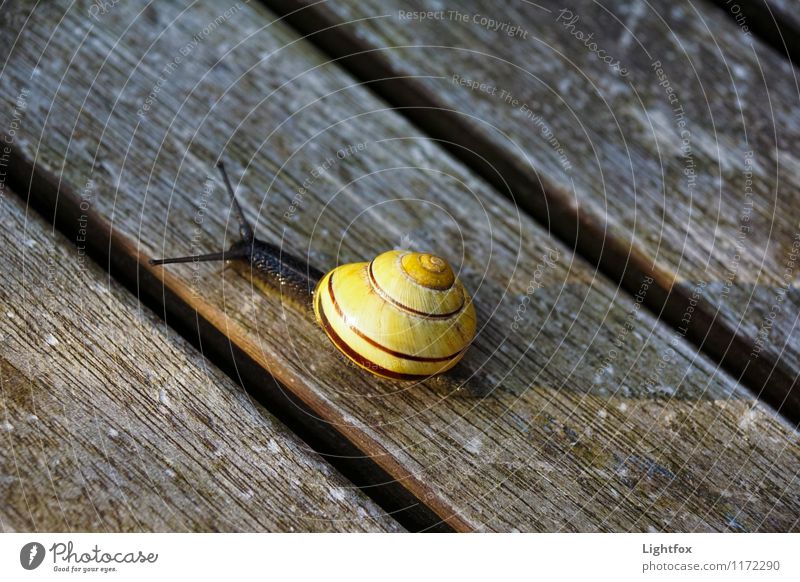 Schnecklige Schnucklige Animal Snail 1 Old Crawl Athletic Boredom Wooden board Yellow Mucus Feeler Slowly House (Residential Structure) Essen Colour photo