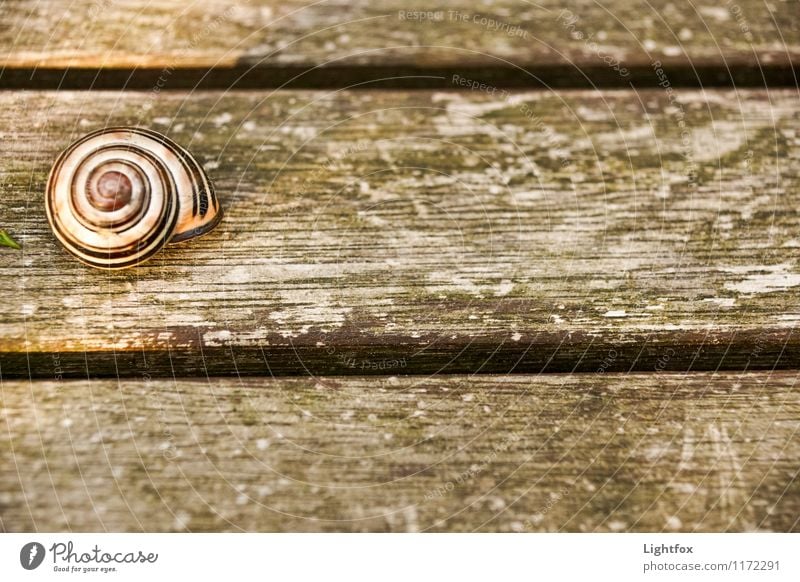 Terribly snazzy Animal Snail 1 Moody Hope Pet Wooden table creep away Withdraw Hide Colour photo Subdued colour Deserted Bird's-eye view
