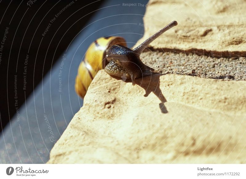 Almost done Animal Pet Snail Yellow Crawl Political movements Curiosity Ambiguous Climbing Slimy Slowly Colour photo Exterior shot Bird's-eye view