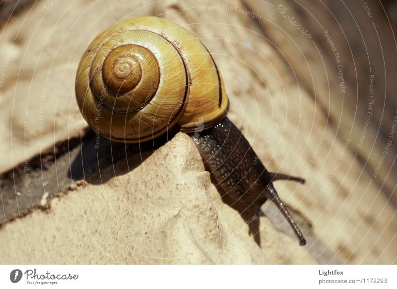 around the corner Animal Snail 1 To enjoy Hang Wait Stone Wall (building) Crawl Slimy Forwards Speed rush Colour photo Exterior shot Day Worm's-eye view