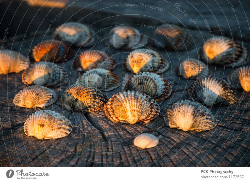 evening clams Spring Summer Autumn Warmth Yellow Gold Orange Mussel Mussel shell Wooden board Wood grain evening light Scallop Still Life Seafood Marine animal